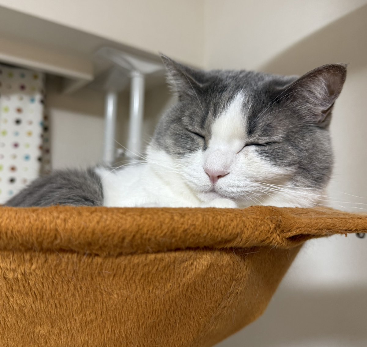 いずもん/まろ様＊mfmf (@7nfxwoi3F8lSqHU) / Posts / X