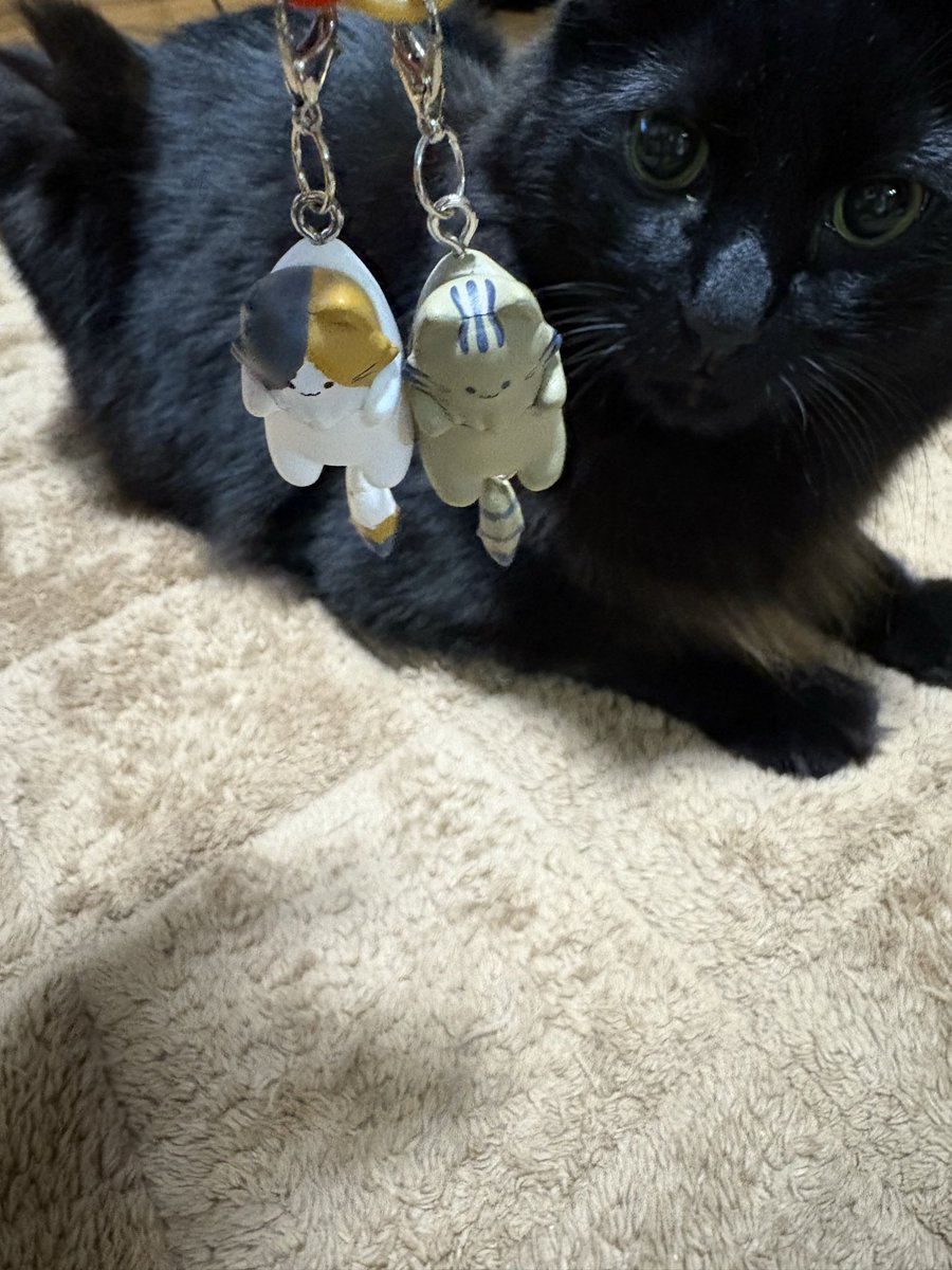 こ こ ぱ ん on X