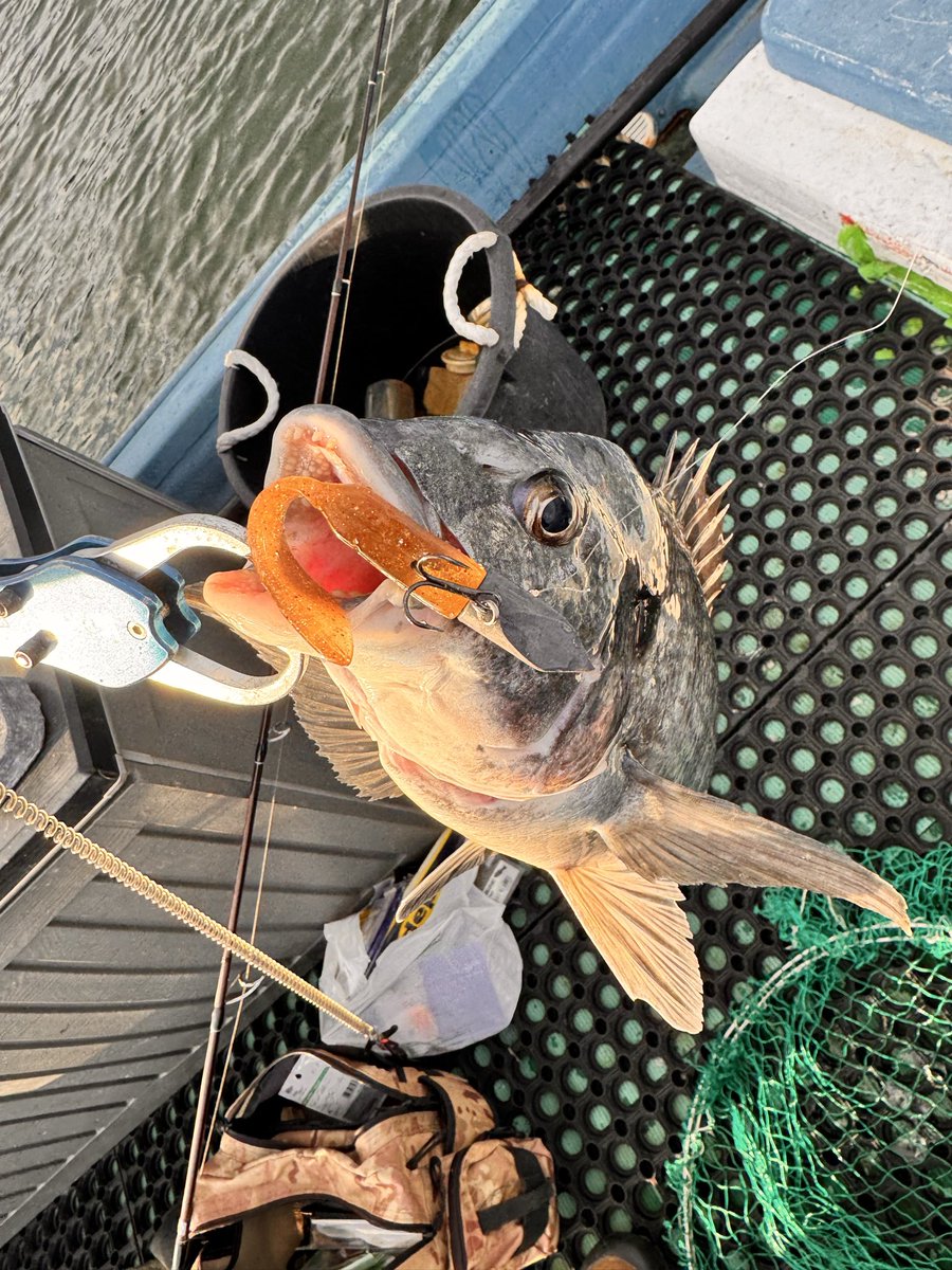 hXbpPWPoXvBTRBt's tweet image. シゴオワで船🎣
最近バラしが凄い😭
バスでも良いのバラして今日はワインドで良いの掛けて2本バラしてテンション下がりまくり😨
それでもチヌさん釣れて良かった🙌🙌
そろそろ海釣り用にバッカン買おう😹
#deepbite