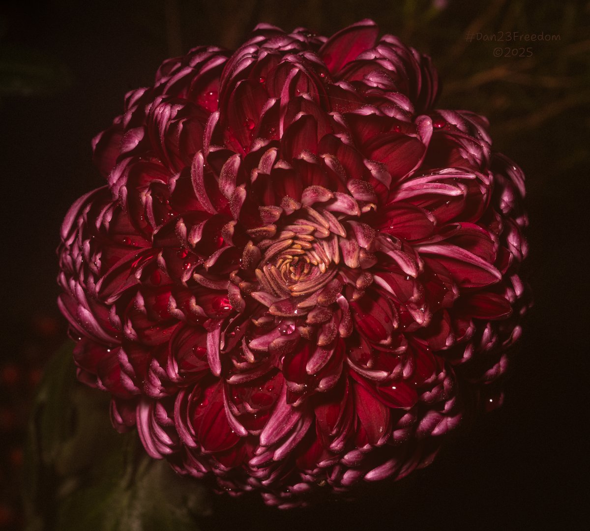 dan23freedom's tweet photo. 🏷️ Bloom in Shadowed Light
·
📷 1/100 sec at f/16, ISO 200, 90 mm macro —👤 #dan23freedom
#️⃣ #Photography #MacroPhotography #NatureCloseUp #Flowers #Garden #Chrysanthemum #FloralArt #DewDrops #TexturedNature #BotanicalBeauty https://t.co/d1M1EmX9te