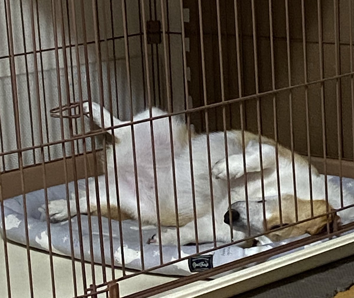 raraRAMU0221's tweet image. みなさんのコーギーもこんな格好で寝ますか？
#welshcorgi #コーギーのいる暮らし #小夏　#こなっちゃん