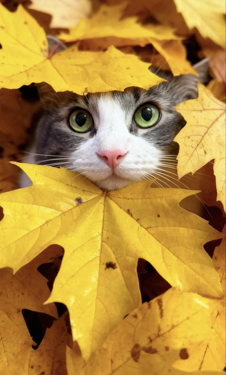 TonyaPool's tweet image. Isn’t he the cutest!!

#Cutecats #FallFeline #fallvibes #AutumnVibes #CatInLeaves #CozySeason #PurrfectFall #eyes #greeneyes