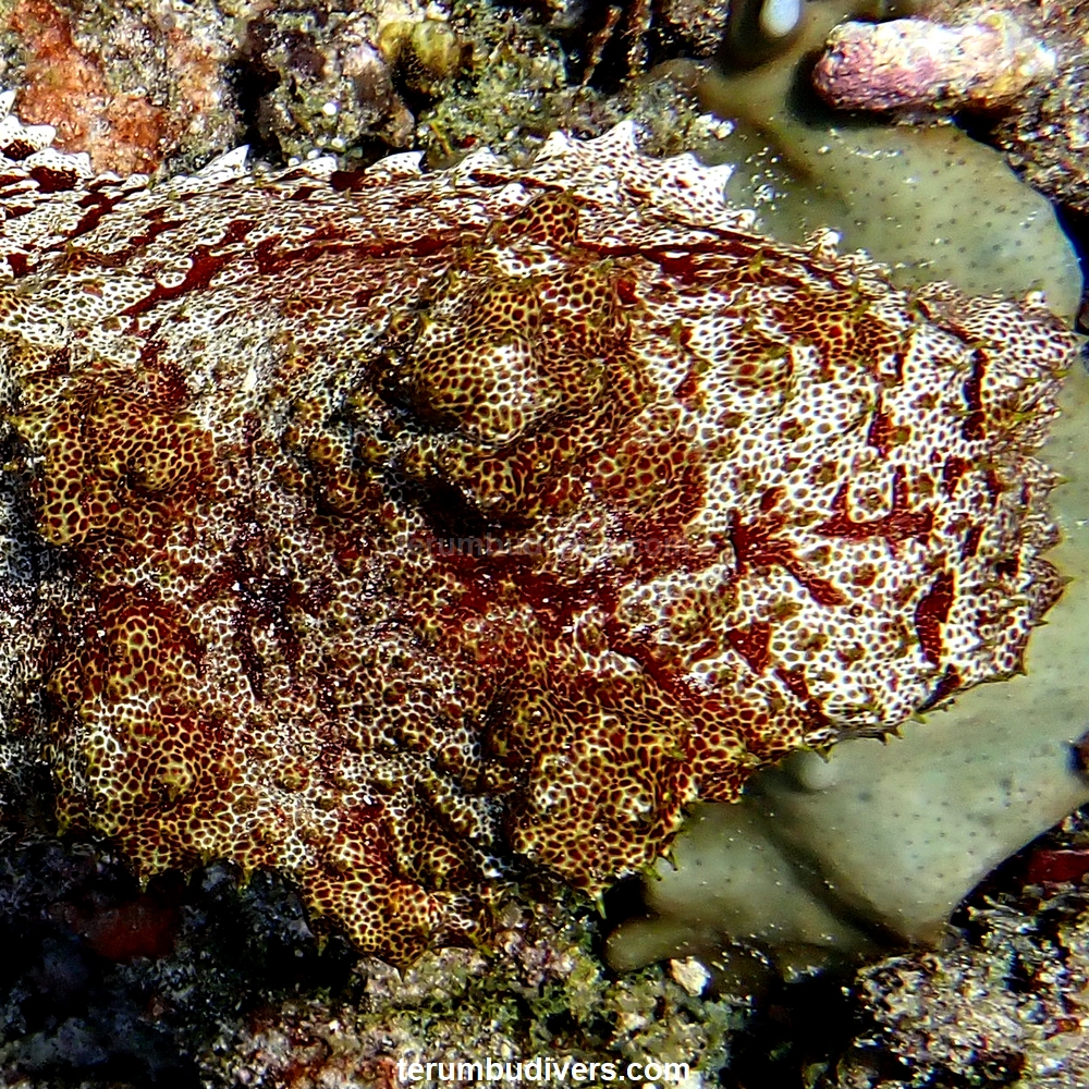 holocanthe's tweet photo. Holothuroid - Sea cucumber
#gili #giliislands #lombok #diving #scuba #diveandstay #giliair #ocean #sealife #marinelife #padi #reef #echinoderms #holothuroid https://t.co/SHdDsgmOTV