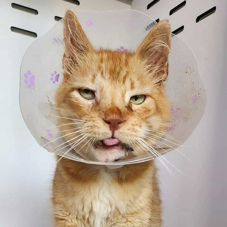 Créateurs de Compagnie 🐾 tweet media