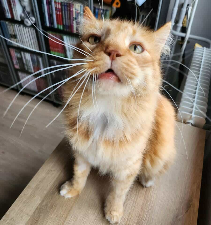 Créateurs de Compagnie 🐾 tweet media