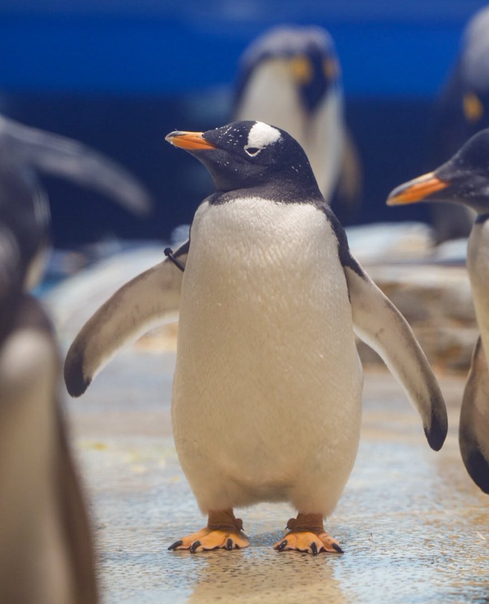 ぺんぎん705号 (@4rMv3u7Dyg2hC5R) / Posts / X