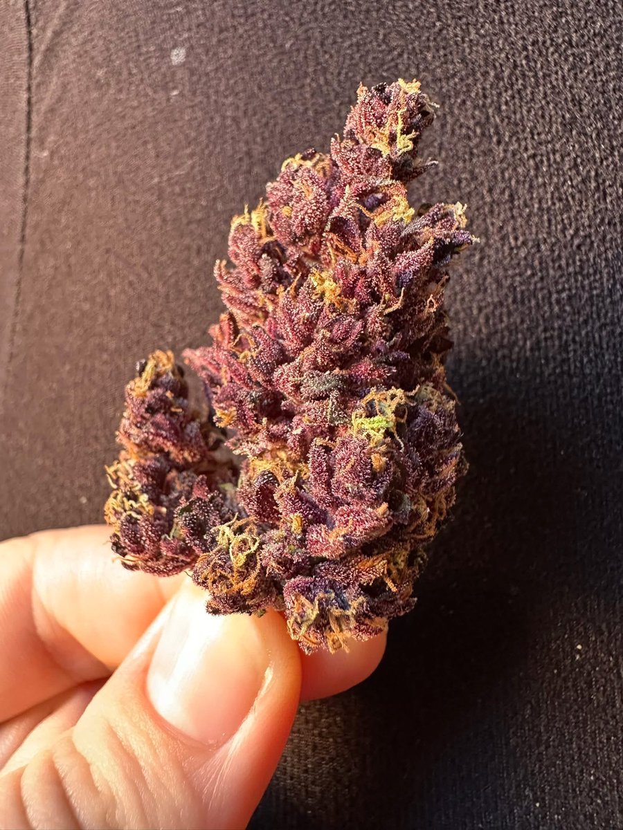 belushisfarmOre's tweet photo. Purple kush 
Available at Belushi's Farm 
Would you like to order and try?? https://t.co/tOLNu7T46k
