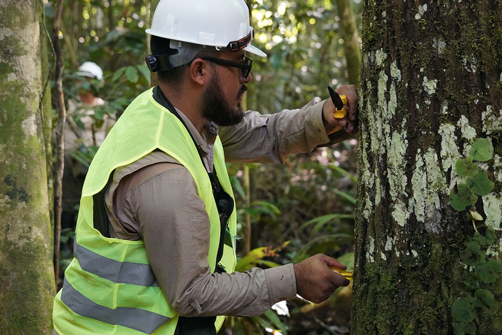 𝗙𝗿𝗼𝗺 𝘁𝗿𝘂𝘀𝘁 𝘁𝗼 𝗽𝗿𝗼𝗼𝗳: Discover how stable isotope analysis (#SIRA) helps link products to their true geographic origins — and how open data models like World Forest ID make origin science credible &amp; accessible. Read more: utm.guru/ujivq #EUDR #WFID