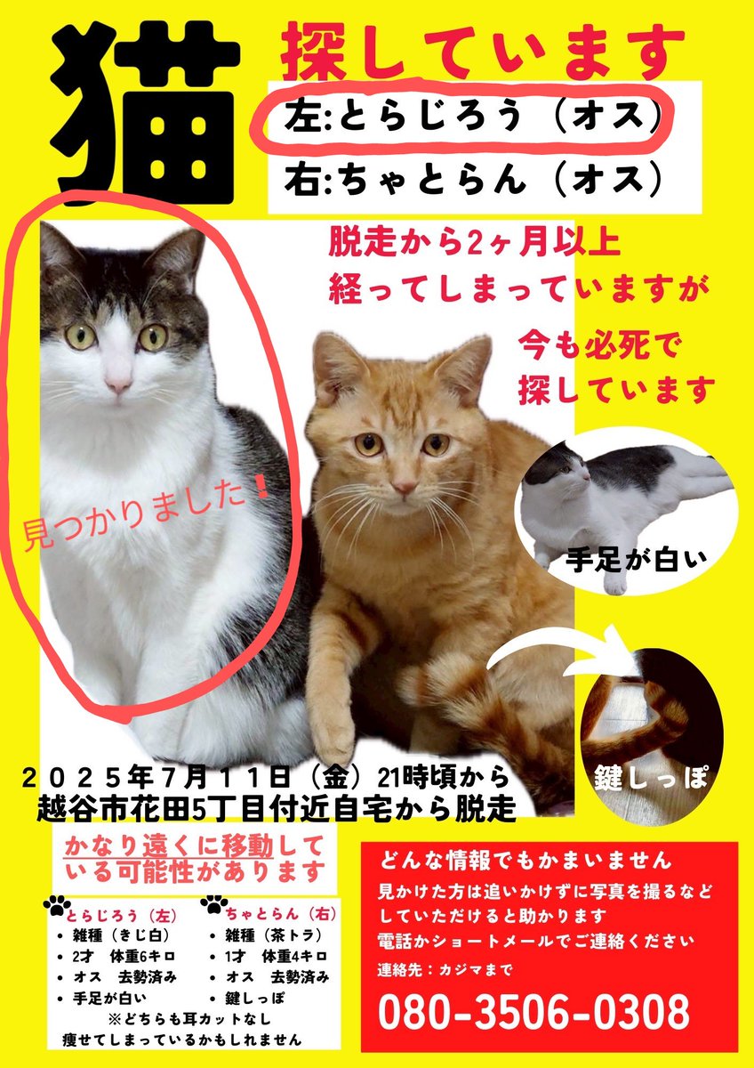 y0410er1's tweet photo. 引き続きちゃとらんの方の捜索を続けています！寒くなる前にこの子もなんとしてでも見つけてあげたいです！範囲を広げて捜索中です。似たような猫ちゃんを見かけた際には引き続き皆様のご協力、よろしくお願い致します🙇‍♀#迷い猫#増林#増森#松伏#弥栄#弥十郎#船渡#大沢#東大沢#大相模#西方#瓦曽根 https://t.co/lS4mg6ISR5