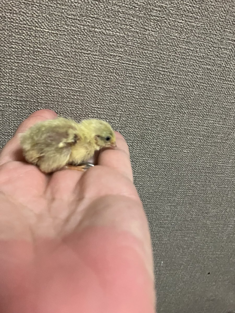 ポポチョロ🐦💨 (@1b4fc39ec9e04d3) / Posts / X