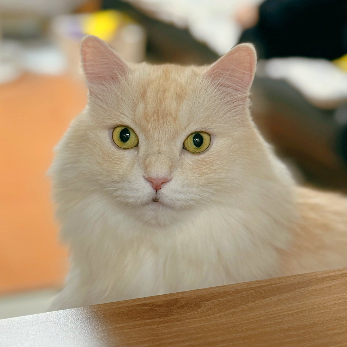 누나의 밥메이트 밤톨이🥰❣️