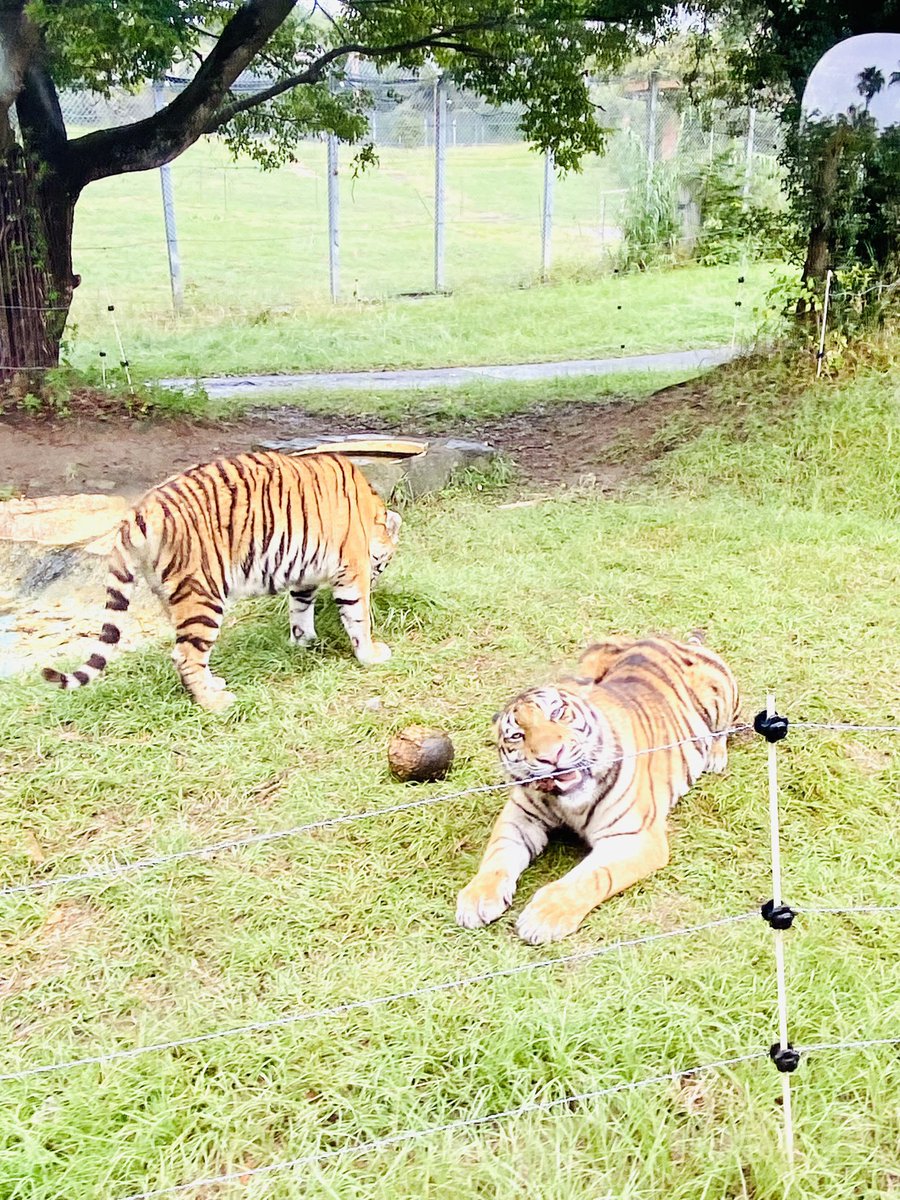 かれん (@feather0502) / Posts / X