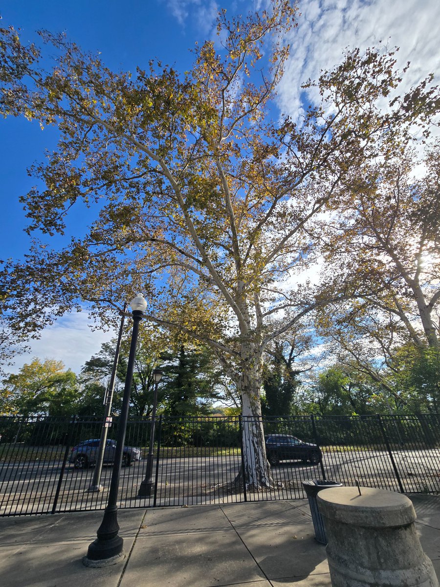 Savannah_0611's tweet image. Grow tall, stand strong.🌳🌴🪾🌲

QP/Share🌳🪾🌲

 #TuesdayTrees #TreeClub