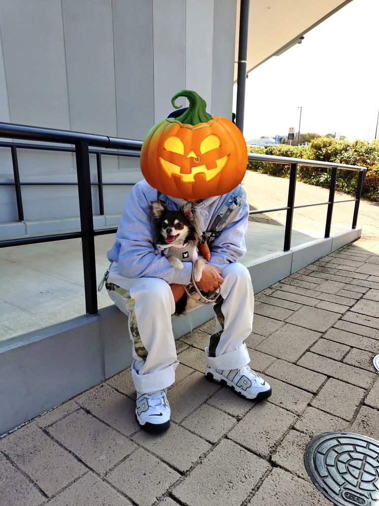 _b_m_candy_'s tweet photo. 10月28日はうちの子記念日🥰
平塚のTHEOUTLETへお出かけ🐕️✨️
モカちゃんにドーム型ベッド、冬用のカート用マット、ケージのマット、ゼリー、ささみチーズふりかけ、たくさん買った😇
#チワワ #ロングコートチワワ #ブルータンホワイト #平塚アウトレット #ワンコとお出かけ #チワワのいる暮らし https://t.co/nfGblZoIDu