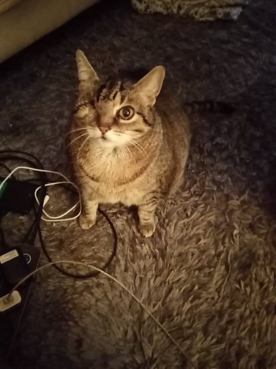 Meine dicke Joschi. Der Verlust  tut immer noch weh 🥹