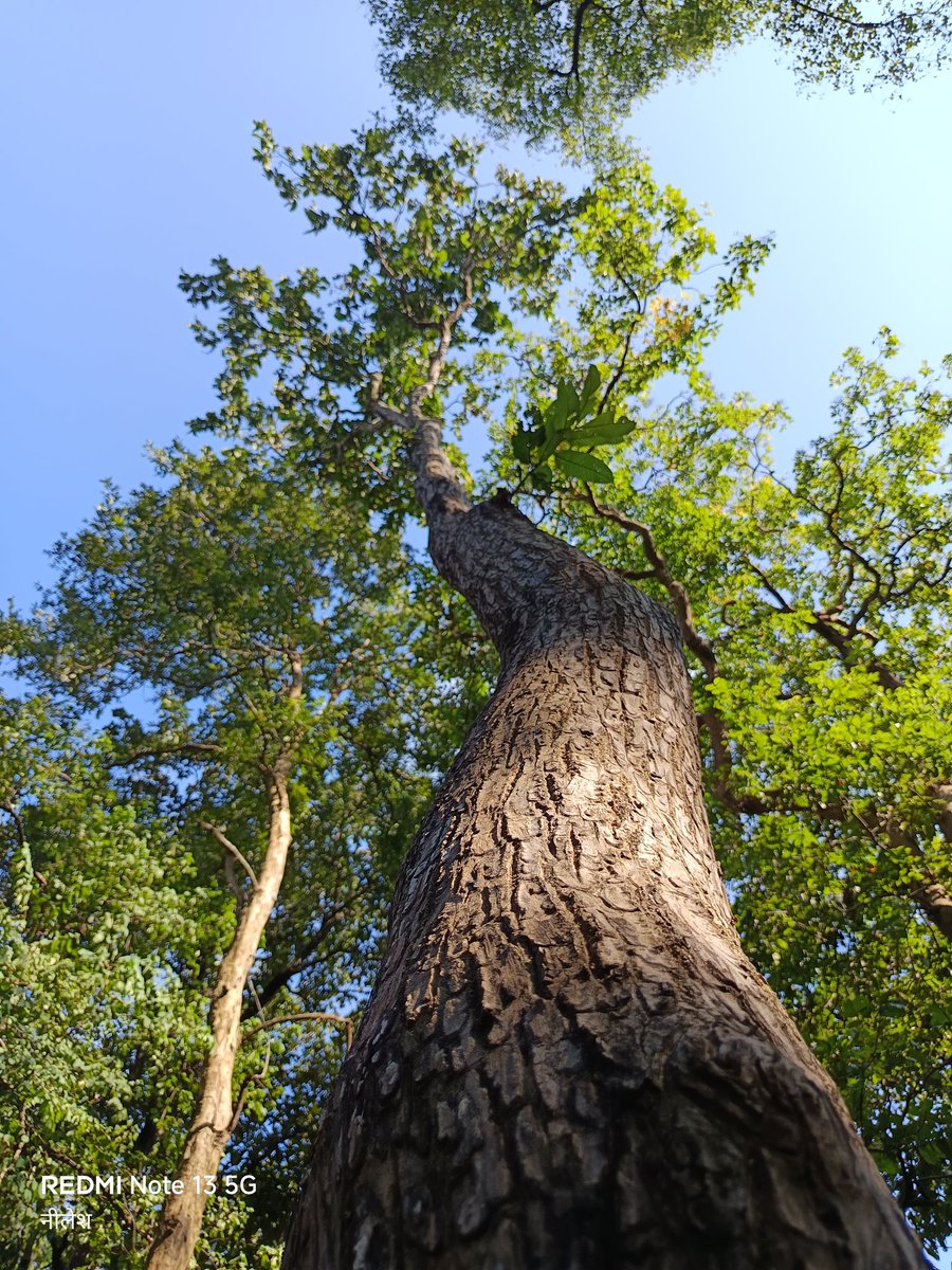 niileshraichura's tweet image. Grow tall, stand strong.🌳🌴🪾🌲

QP/Share🌳🪾🌲

 #TuesdayTrees 
#TreeClub