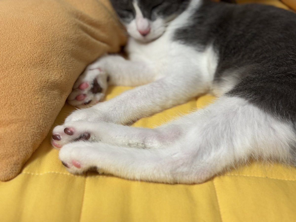 저희 집 애기 부탁드려요 제발요