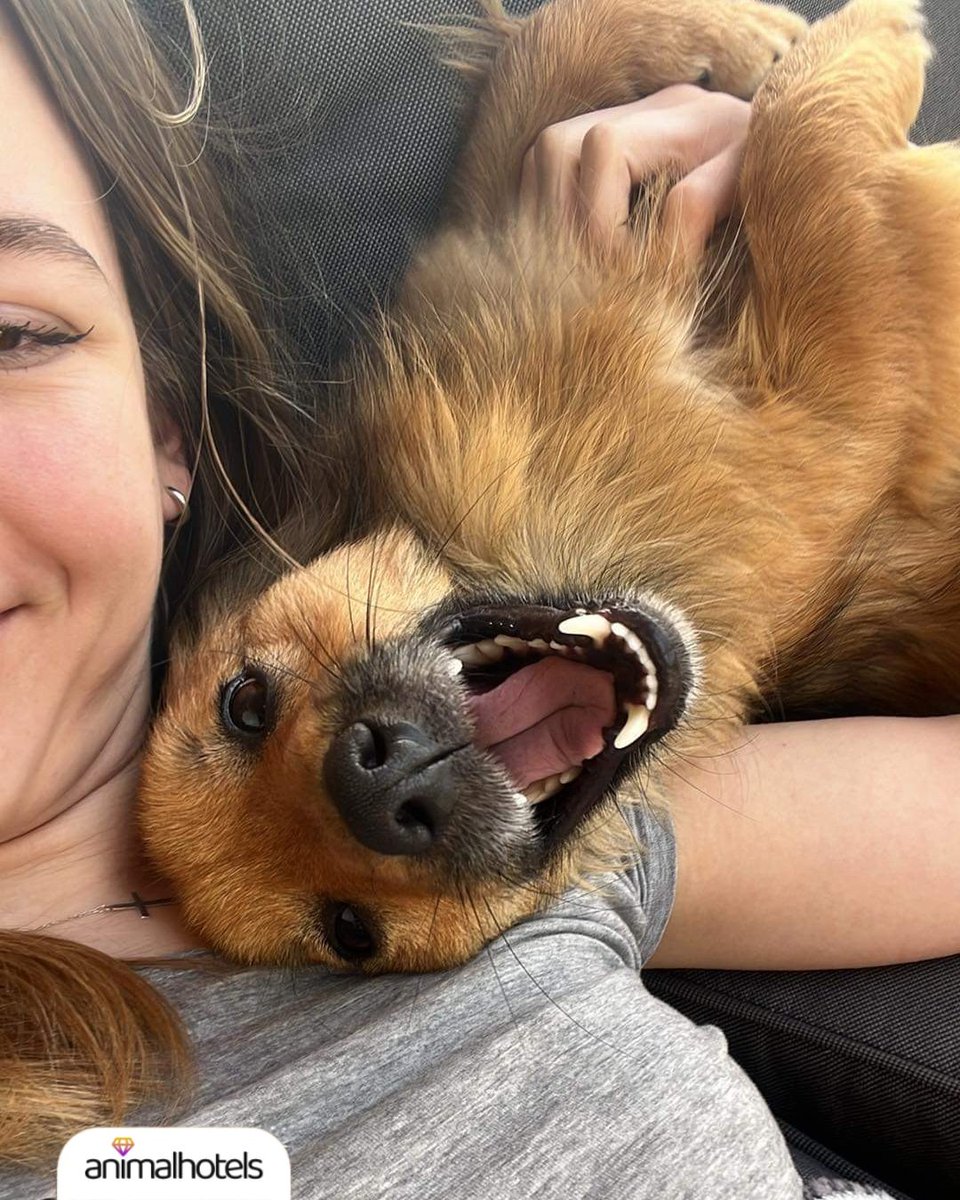 Heading out for the weekend but don’t know who’ll take care of your pet? 🐾

With Animalhotels, your furry friend can feel right at home 💛

📲 Find trusted pet care or start earning by caring for animals at animalhotels.com

#animalhotels #petsitter #pets #dogs #fyp