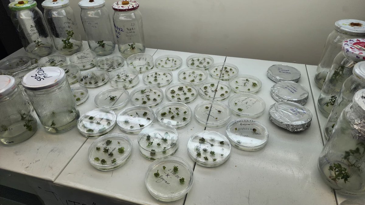 🧬Üniversitede yürütülen çalışmayla domateste doğal renk veren antosiyanin artırılacak
🍅Bu sayede bitki ıslahı ve biyoteknoloji araştırmalarında zaman ve maliyet tasarrufu sağlanacak
✅Sürdürülebilir ve yenilikçi bir tarım teknolojisi ortaya konacak

#Yeşilhat🌱