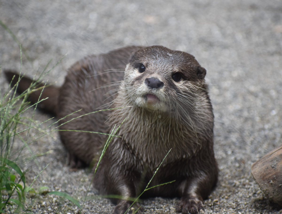 かわうそ　5枚 Kawasaki 49040-2079 PUMP-FUEL