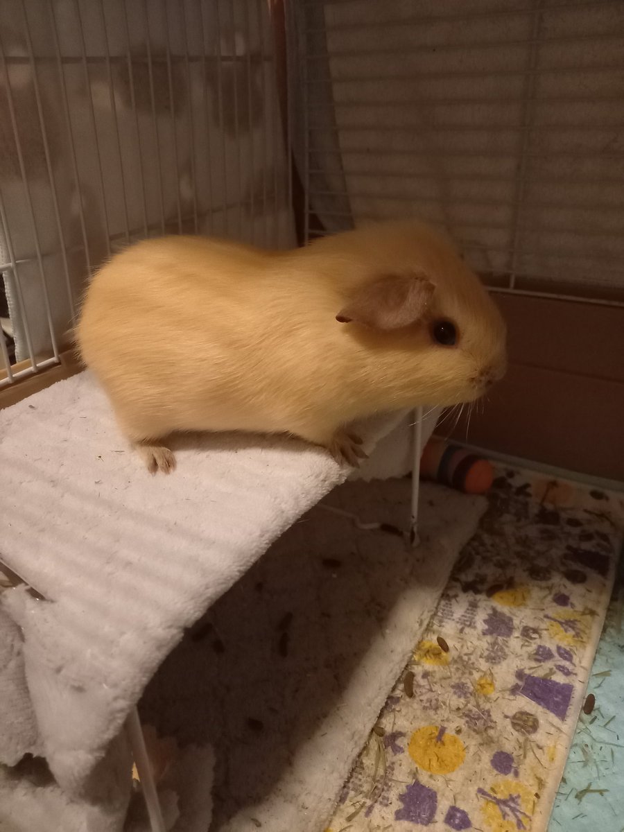 かぴばーです XXR® 531 Wheels - Hyper Silver with Machined Lip Rims