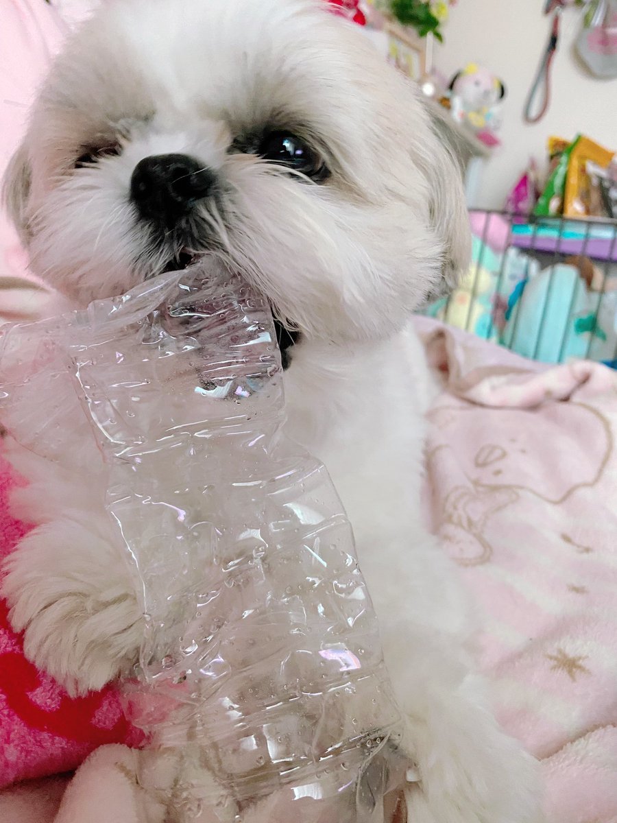 シーズー🍑ももちゃ🍑 (@_momo_0710_) / Posts / X