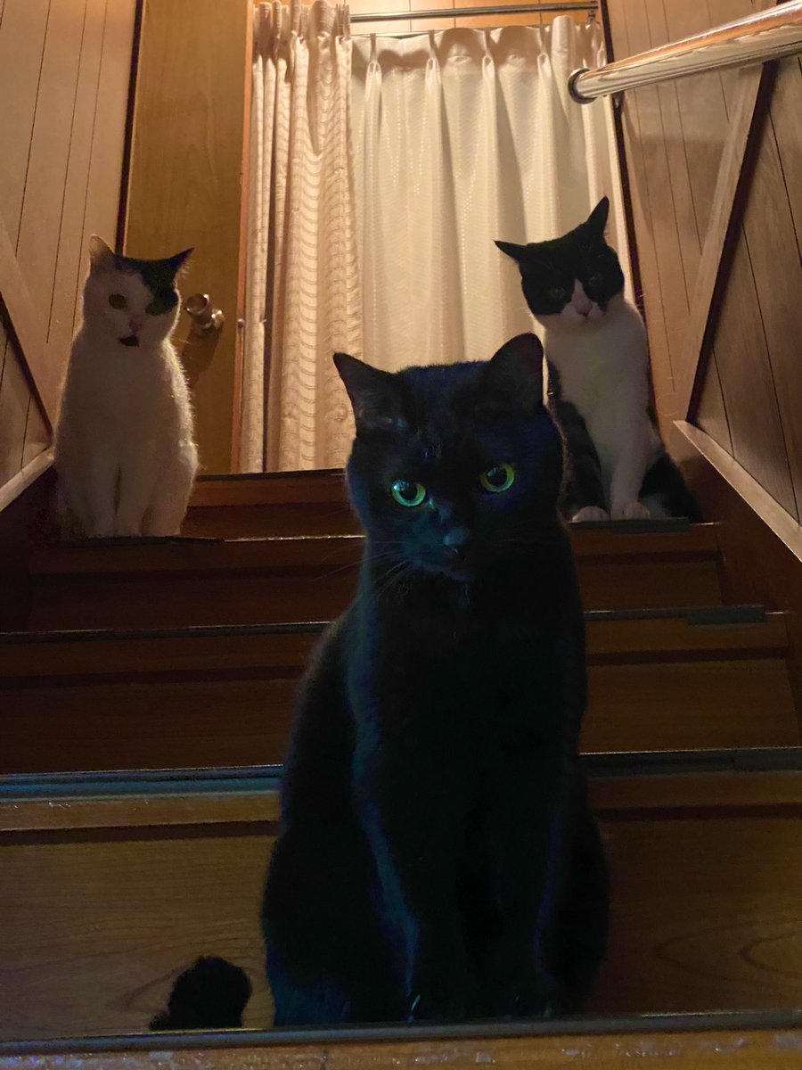 祝い猫 tweet media