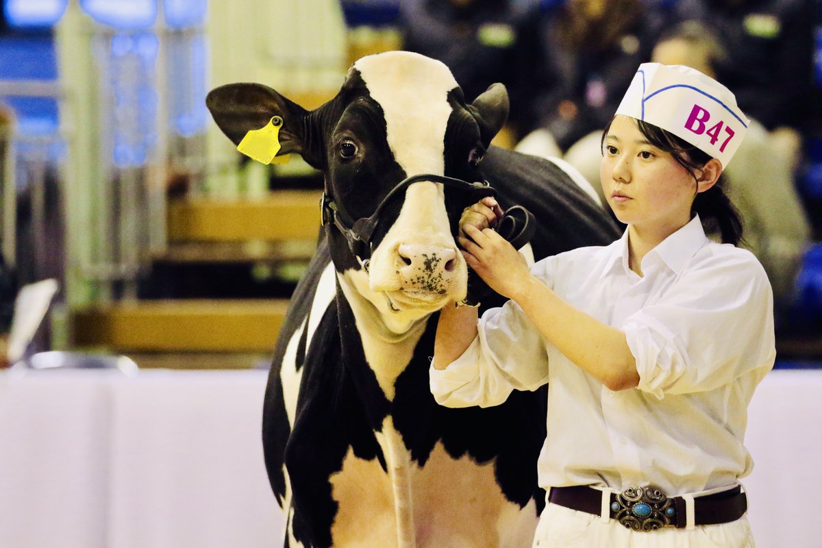 10/24～26に全日本ホルスタイン共進会🐄が、安平町にて開催✨リード