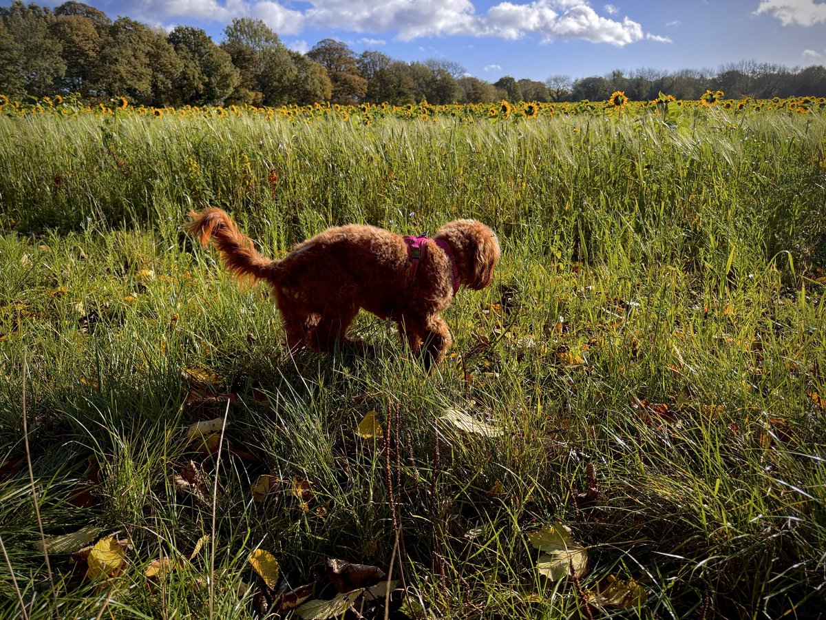 martinharmer's tweet image. A beautiful autumn day to walk the beastie. 

We are so lucky to have such lovely countryside surrounding our town.

#Autumn #Spennymoor #DogLovers