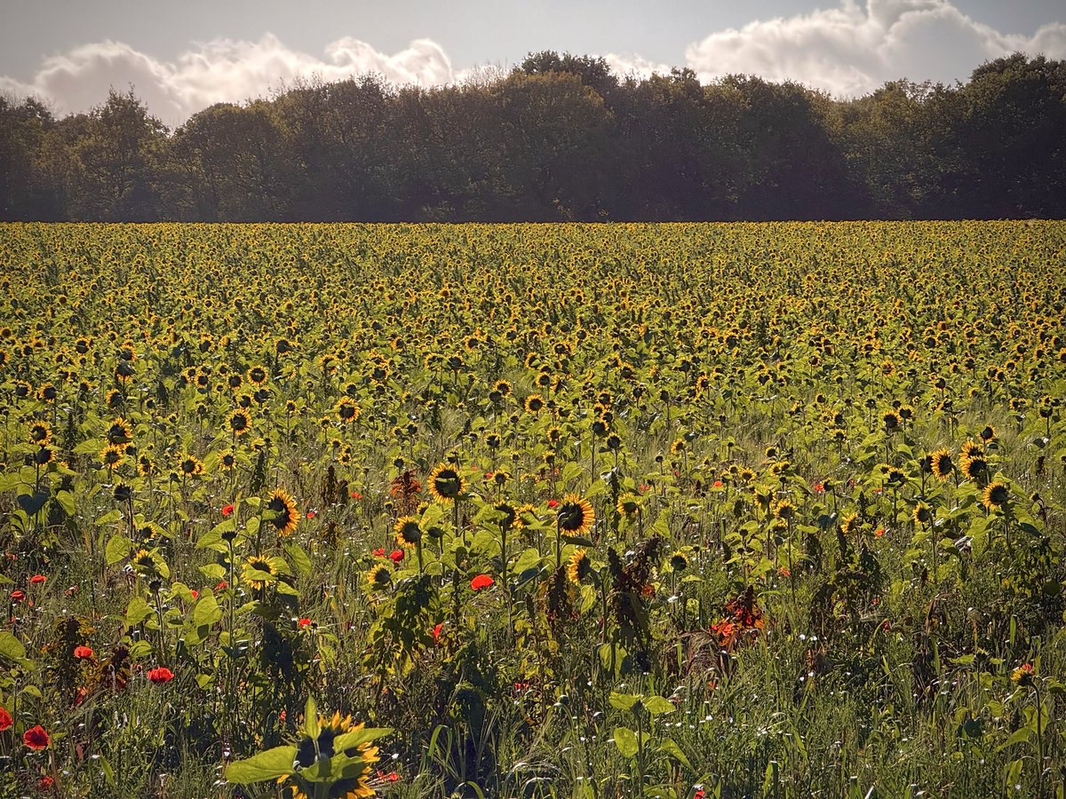 martinharmer's tweet image. A beautiful autumn day to walk the beastie. 

We are so lucky to have such lovely countryside surrounding our town.

#Autumn #Spennymoor #DogLovers
