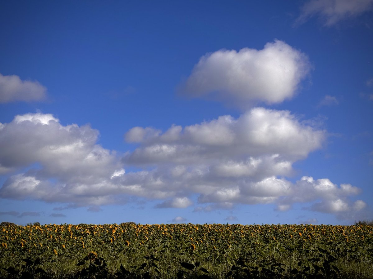 martinharmer's tweet image. A beautiful autumn day to walk the beastie. 

We are so lucky to have such lovely countryside surrounding our town.

#Autumn #Spennymoor #DogLovers