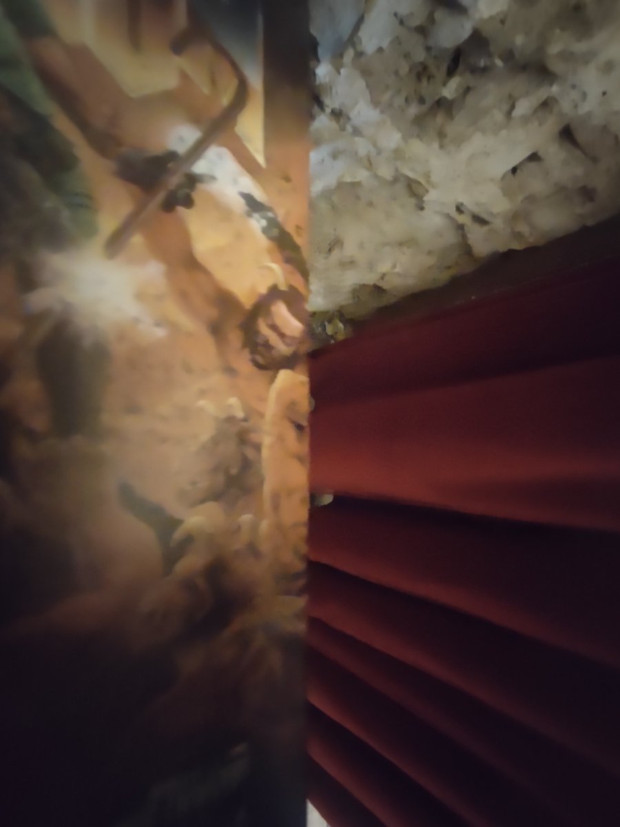 Luca 🧄 tweet media