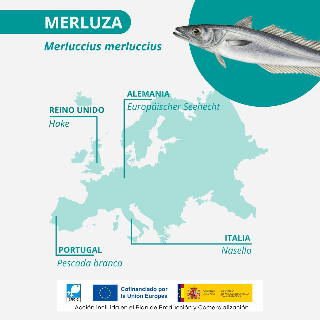 🐟 ¿Sabías que el pescado tiene distintos nombres según dónde se venda?

La denominación comercial es la forma en la que se identifica una especie en cada país. La merluza, por ejemplo, es conocida por otros muchos nombres.

Acción patrocinada por el <a href="/gobmapa/">Ministerio de Agricultura, Pesca y Alimentación</a> y el #FEMPA
