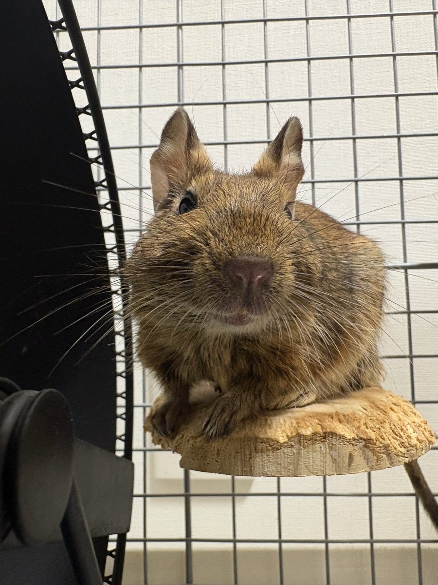 まま珍しく作業するからね寝ようね