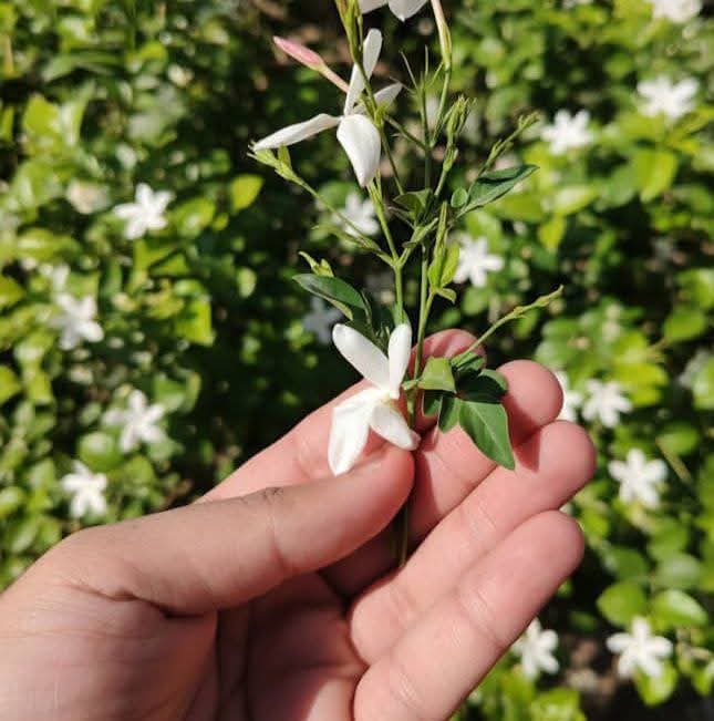 كما لو أن الأمل قدر 💜🌞