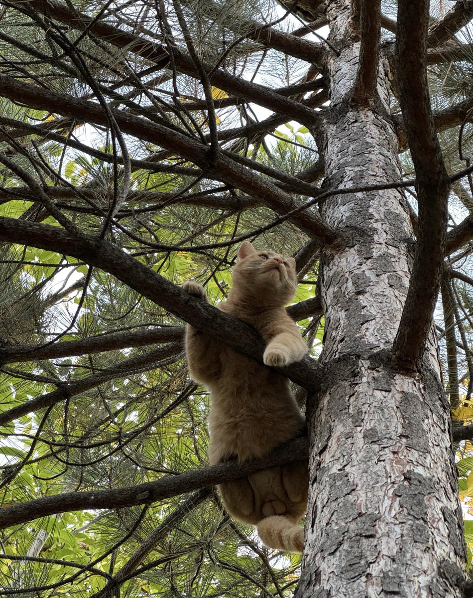 Acil şunun güzelliğine bakın..