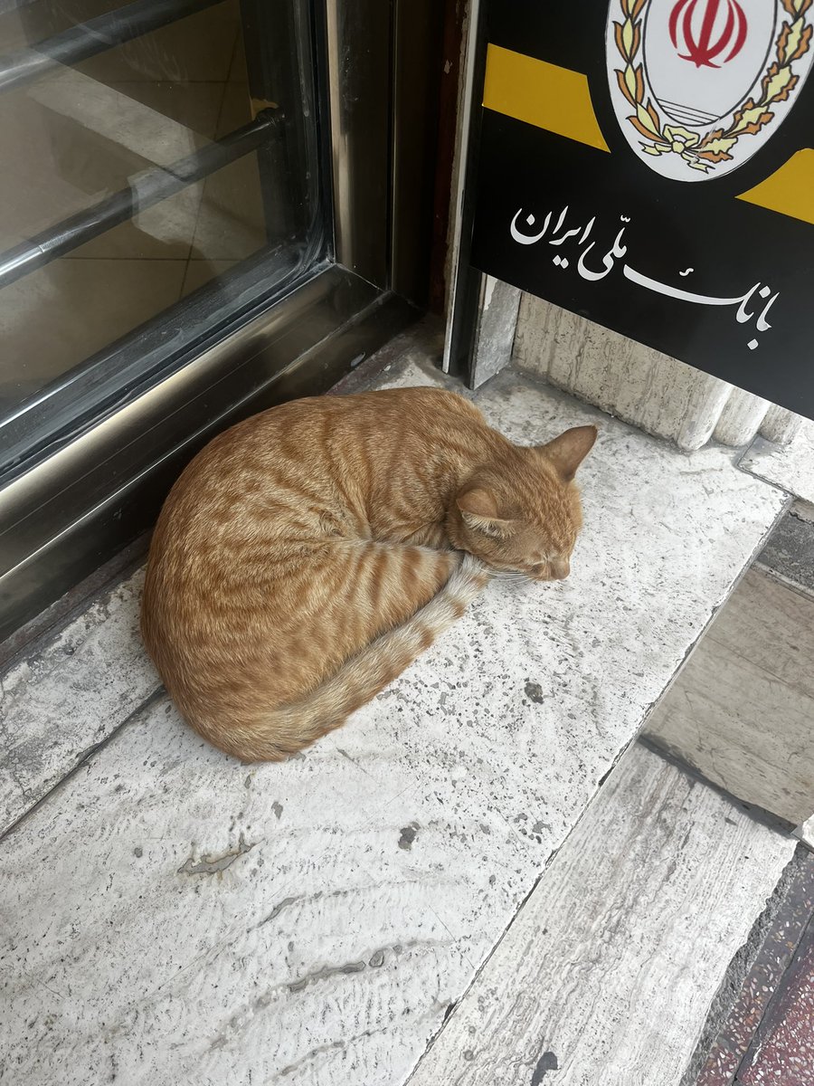 zerosalmans's tweet photo. چی میشد انسان ها از این بنده خدا یاد میگرفتن https://t.co/ddqlW4CuO7