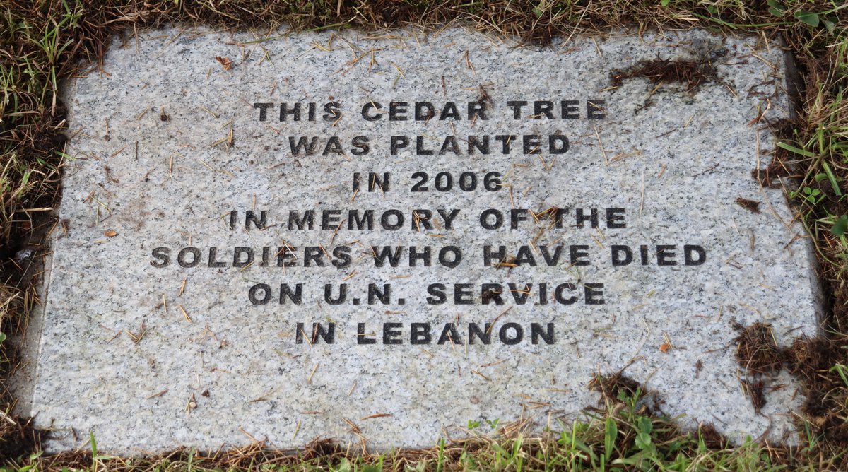 TTNewbridge's tweet photo. Lebanon Cedar
Cedrus Libanii

This Lebanon Cedar tree is the original tree planted in the #LiffeyLinearPark wildflower meadow to commemorate members of the defence forces who died while on UN service.

This is the original tree is the smaller of the two &amp; is thriving since 2006. https://t.co/byXrYiYDVG