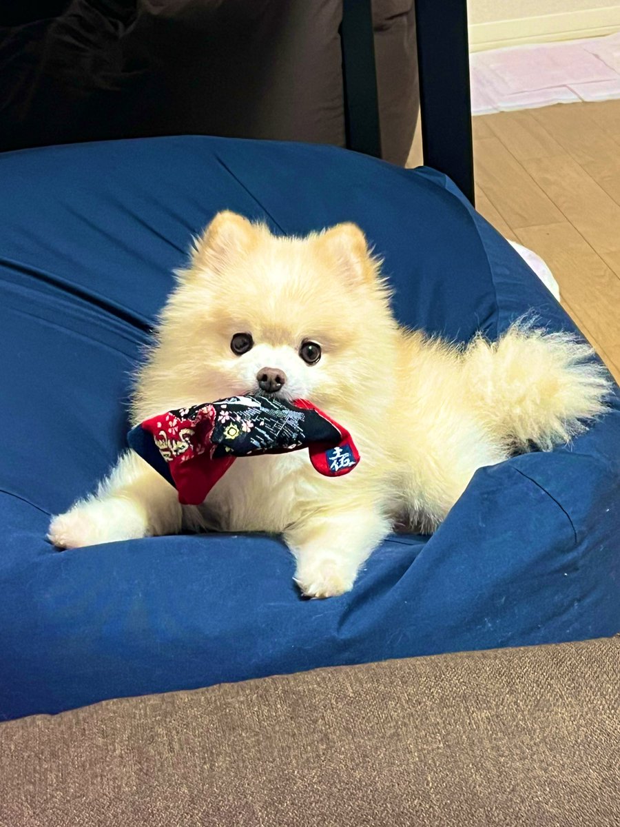 ぽんすけページ ぽんすけ (@ponponsk) / Posts / X