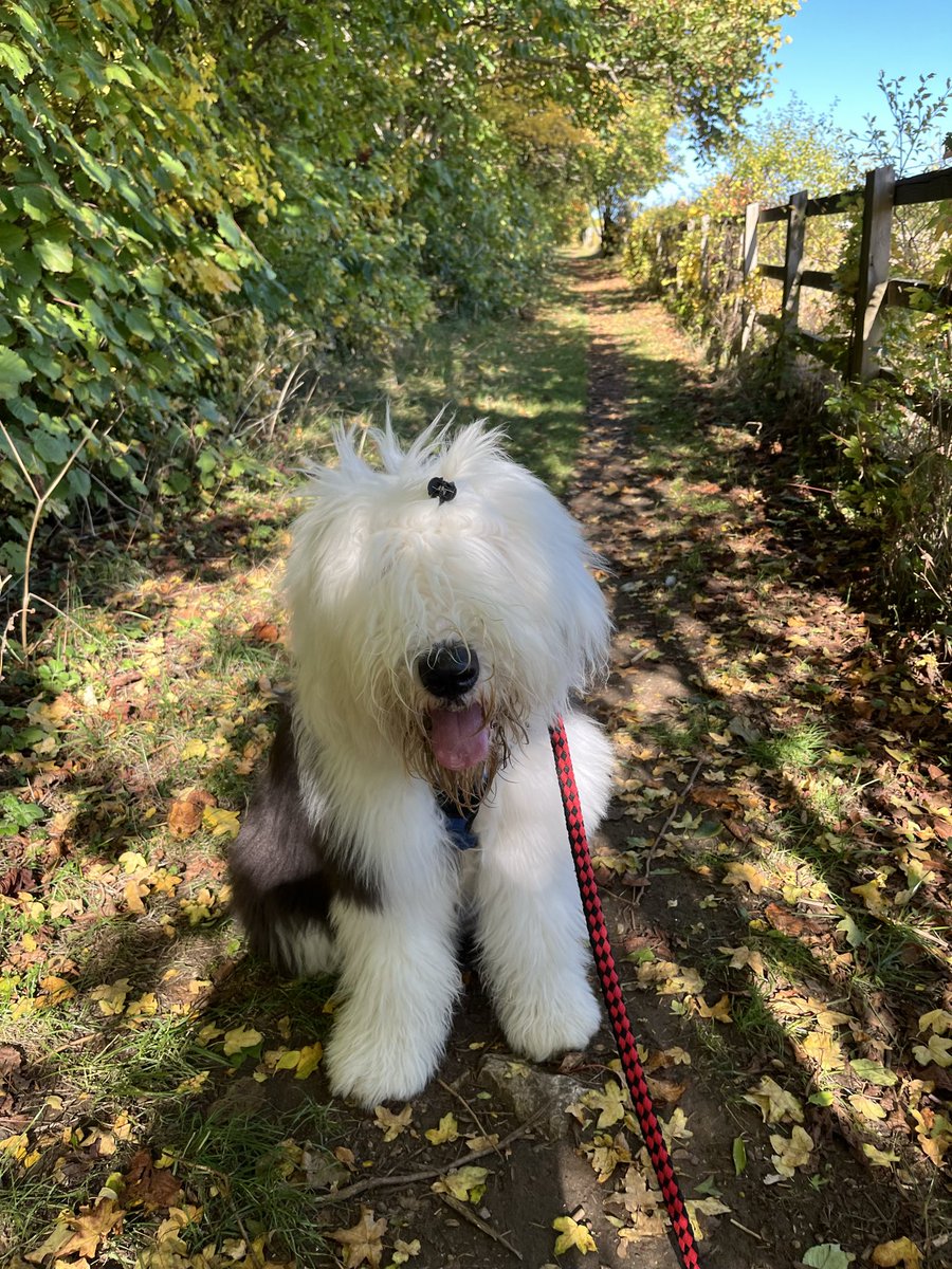 Happy #TongueOutTuesday everyone! I am enjoying my walk around the field and along the hedgerows. It’s getting distinctly autumnal. 🐶🐾