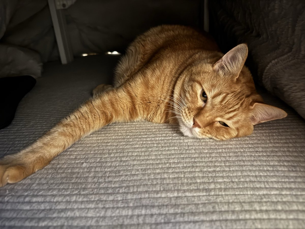 とらまる とらまるくん🐈 (@toramaru_1120) / Posts / X