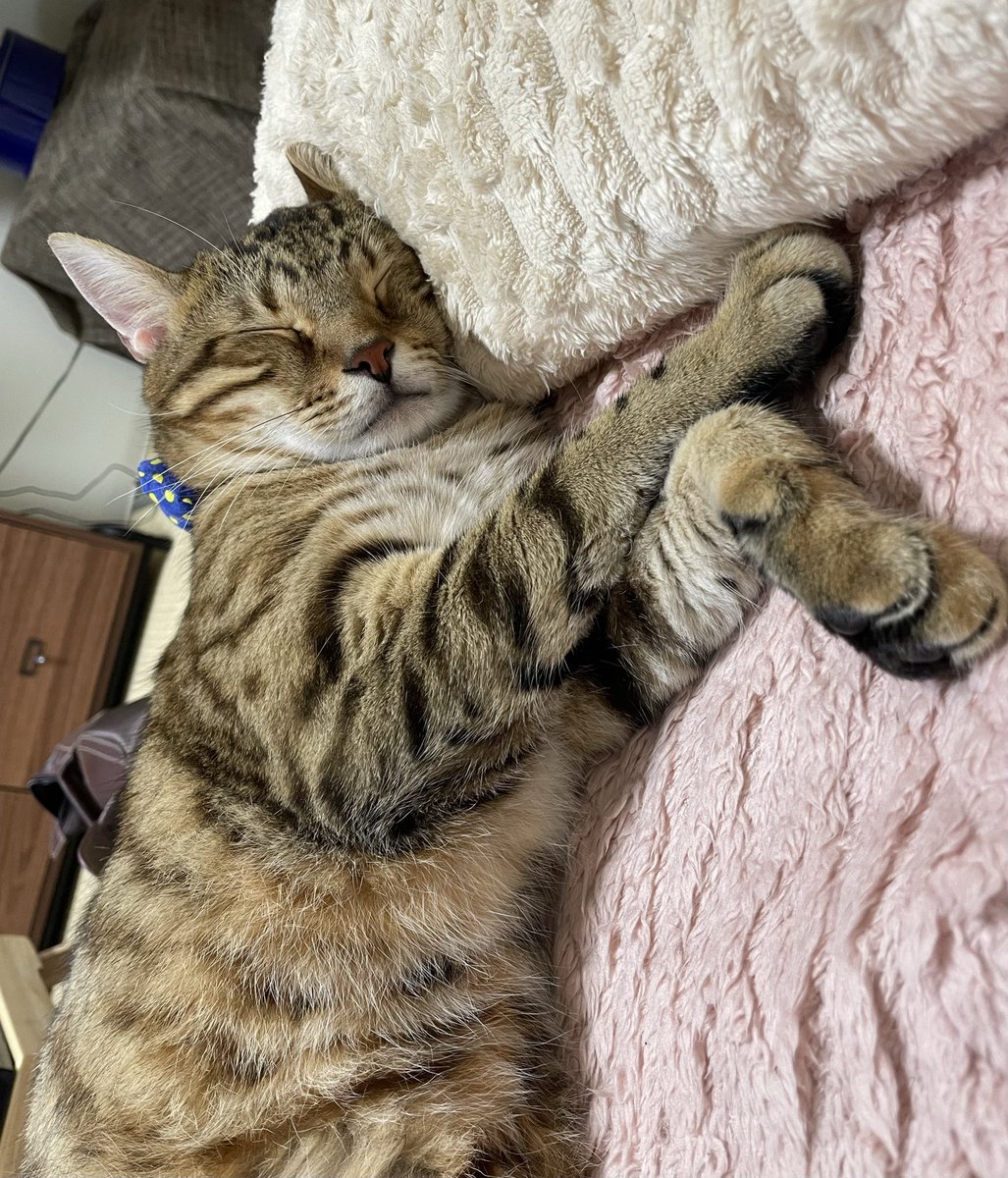 今日も1日お疲れ様でした (*´˘`*)

　明日も良い日になりますように♡

　おやすみにゃさ〜い😼😺😊🌙✨

#保護猫
#ねこかわいいね
#猫好きんと繋がりたい
#ベンガルmix
#キジサバシロ