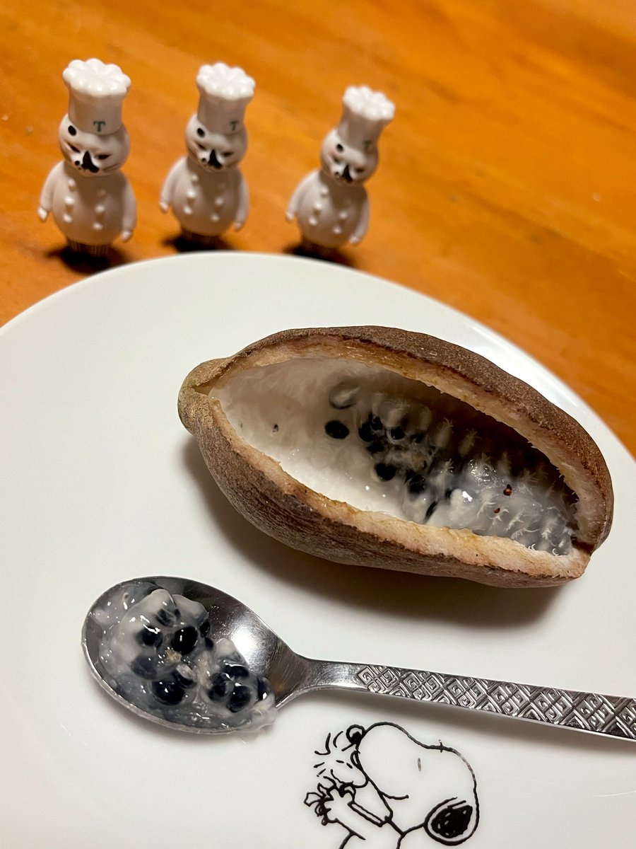 Lucky0611g's tweet image. アケビ拾った人からお裾分けをいただいた 🍃🥭🥄

人生初のアケビ食し 🍃🌰🥄
味が想像と全然違った 🫢💭
知識しかなかった果実の、味を知れた事が嬉しい 📺✨🥺
