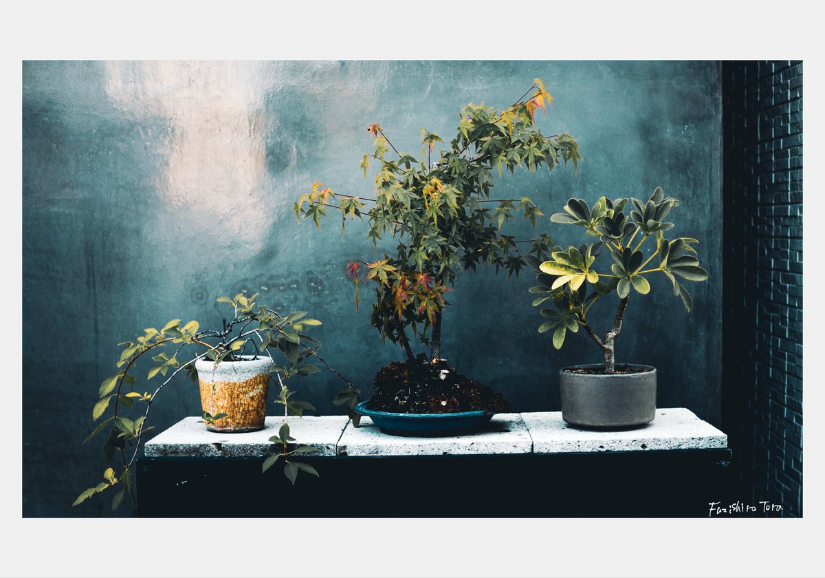 Fuzisiro Tora ┊ 藤白 虎 tweet media