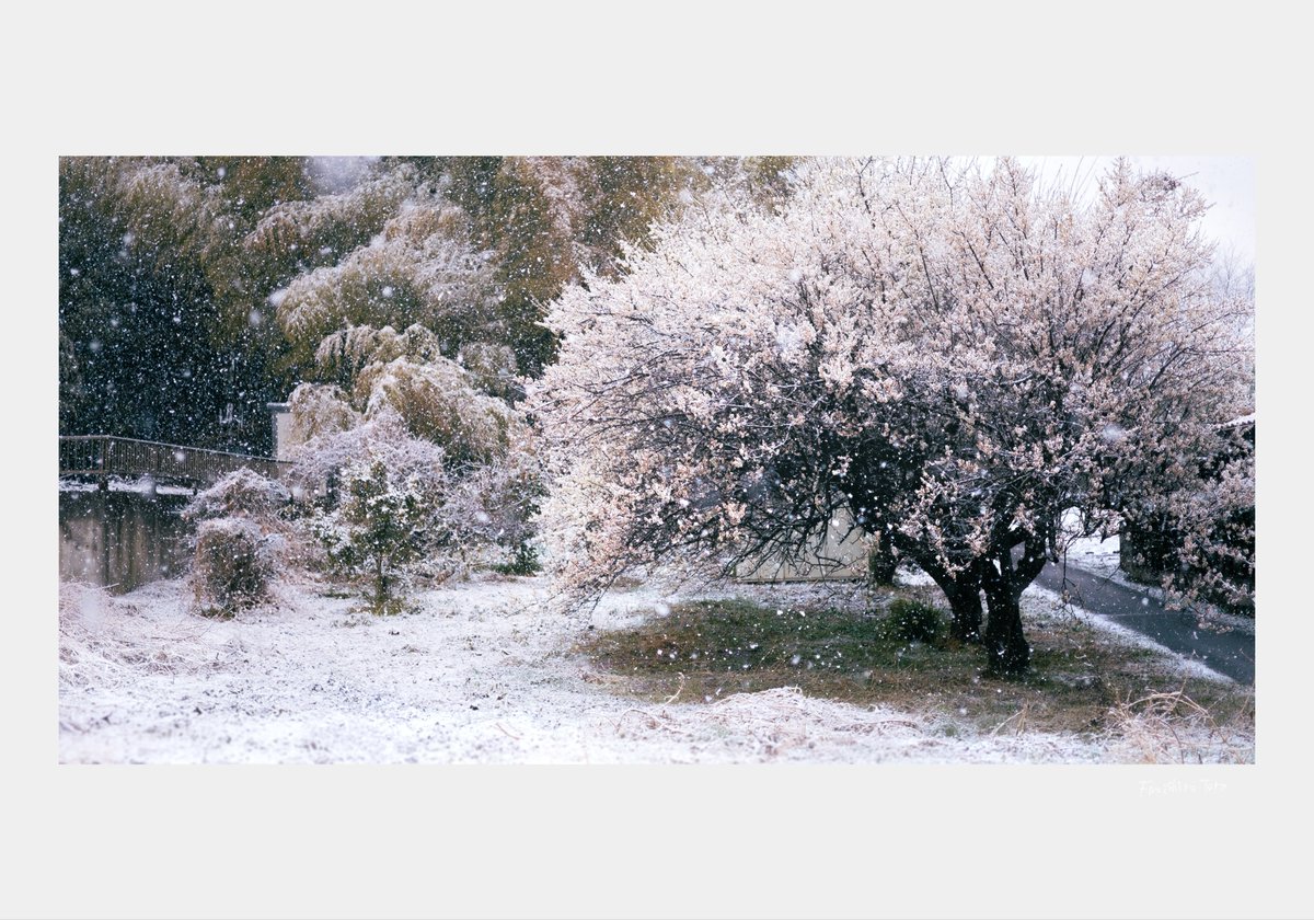 Fuzisiro Tora ┊ 藤白 虎 tweet media