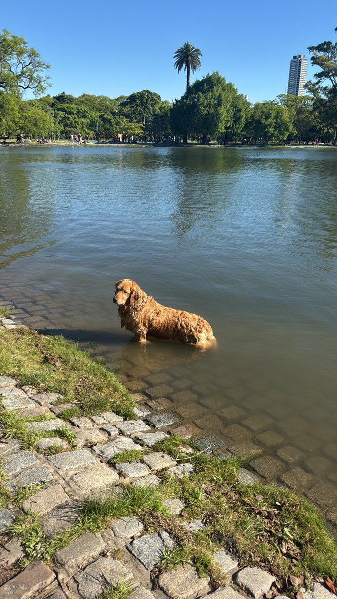 killsyall's tweet image. I have found my spot to be homeless in.

Cozy grass to day-sleep on 

Doggos to relate to (we’re both filthy)

Calisthenic stuff so I can do 1 pull up and talk about how I “used to workout all the time” to any idiot willing to give me the time of day

Classic Ferrari to lounge…