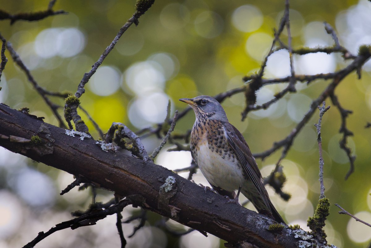Pelēkais strazds #Turduspilaris Rīga 8.10.2025.