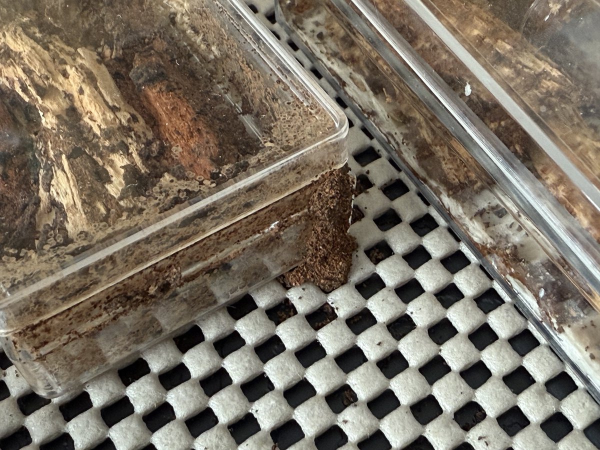 太陽と蟻 うたかたアリ (@ECbouOr13JwARB8) / Posts / X