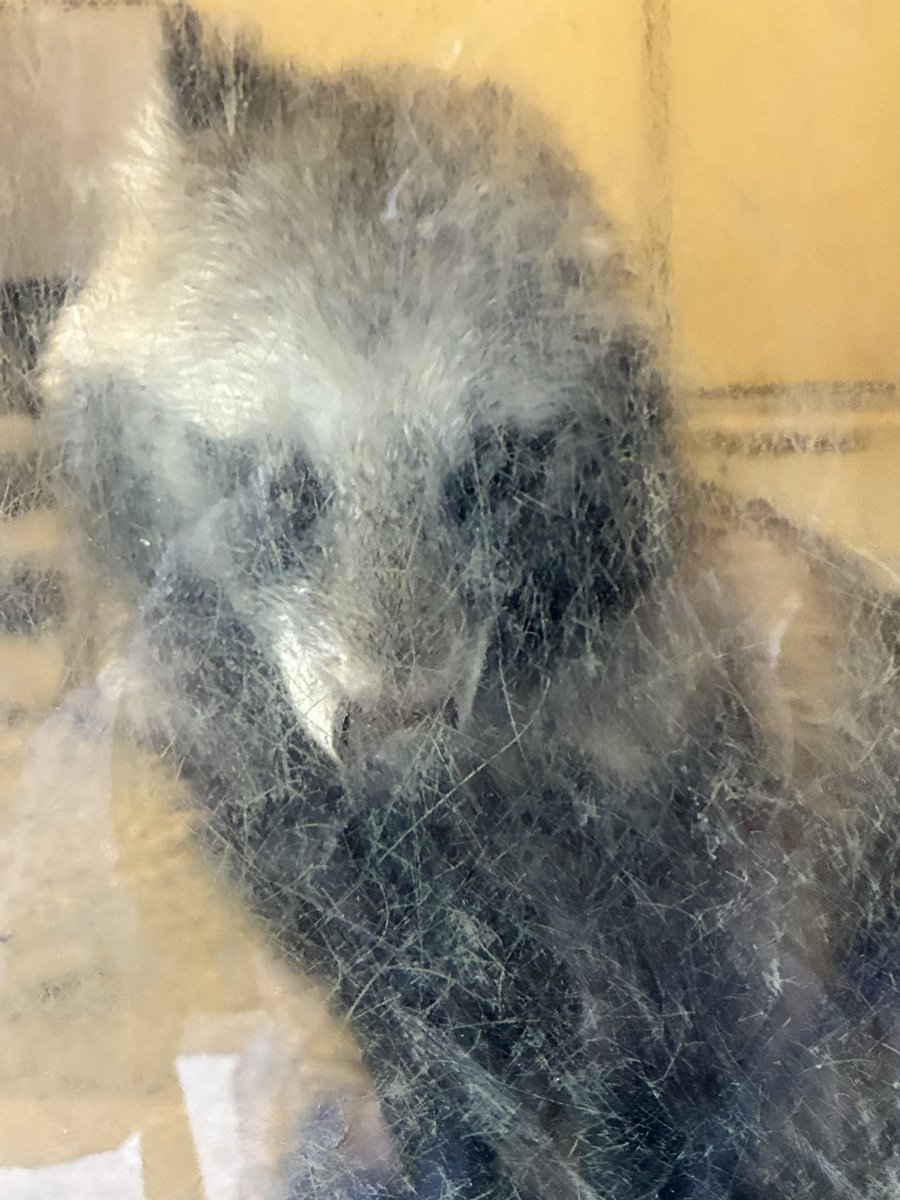 いぬちゃん San-X いしよわちゃん ぬいぐるみ 1181 サンエックス 犬