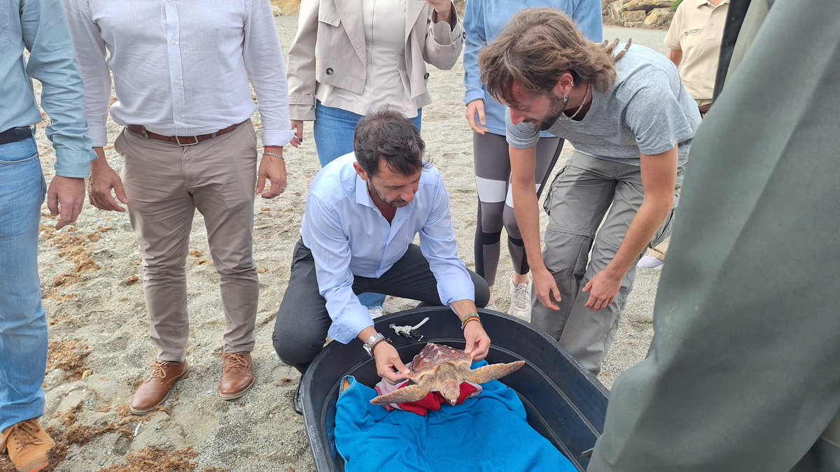 🐢La Junta libera un ejemplar de tortuga boba en la playa de Cala Sardina, en San Roque.

El subdelegado <a href="/javierros745/">Javier Ros Rodriguez</a> y el DT <a href="/OscarCurtidoN/">Oscar Curtido</a> han participado en la suelta de ‘Eca’ después de que ésta se haya recuperado en el CEGMA de Algeciras.
